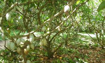 Imagem 7: UM PRIMOR DE FAZENDA PARA O SEU INVESTIMENTO!