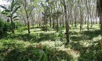 Imagem 6: UM PRIMOR DE FAZENDA PARA O SEU INVESTIMENTO!