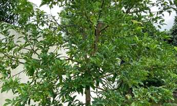 Imagem 7: AMPLA CHACARÁ À VENDA NA CIDADE DE NOVA ODESSA/SP - REF.: 6022