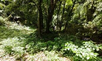 Imagem 7: SITIO PRÓXIMO CACHOEIRA - NATUREZA EXUBERANTE - MORRO DO FUNIL - MIRIM DOCE - SC