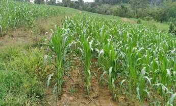 Imagem: SITIO RIBEIRÃO ALEGRE - AGRONÔMICA - S.C