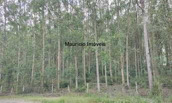 Imagem: SITIO COM 27,72 HECTARES COM REFLORESTAMENTO