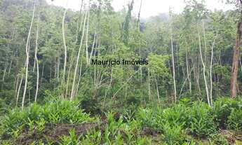 Imagem 2: Terreno rural com 55,58 hectares, parte reflorestado eucaliptos e parte com reserva flore