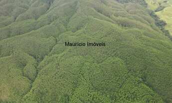 Imagem: REFLORESTAMENTO EUCALIPTOS COM 160.000 ÁRVORES