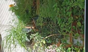 Imagem: Apartamento para locação - 2 dorm sendo