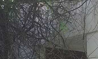 Imagem 2: Aluguel de Imóvel Exclusivo: Casa de 3 quartos no Jardim Apipema, Salvador-BA, com 610m² e