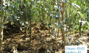 Imagem 7: Chácara 12,4 hectares para venda em Westfália