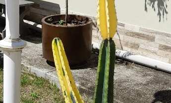 Imagem 7: ÓTIMA RESIDÊNCIA, 2 dormitórios, 1 banheiros, 1 vaga na garagem, 526M² de Área Total