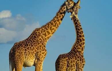 Imagem 7: TERRENO RESIDENCIAL em CAMPINAS - SP, JARDIM CARLOS LOURENÇO