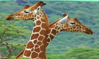 Imagem 4: Terreno para Venda Colina dos Pinheiros, Valinhos