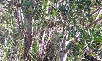 Imagem: Lindo Sítio com passagem de água e duas