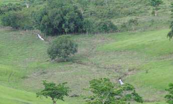 Imagem 7: MARAVILHOSA OPORTUNIDADE FAZENDA EM MARAGOGIPE 120TA