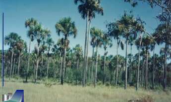 Imagem 4: Fazenda dupla aptidão à venda no Tocantins / Luiz Eduardo Magalhães-BA