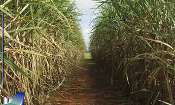 Imagem: FAZENDA EM CANA 52 Alqueires em FERNANDOPOLIS/SP