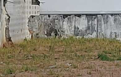 Imagem 5: TERRENO A VENDA EM BARREIROS, TERRENO A VENDA COM VIABILIDADE PARA CONSTRUÇÃO DE GALPÃO