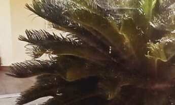 Imagem 4: DUAS CASAS EM TERRENO DE 1.000 M2, GRAMADO E PLANO