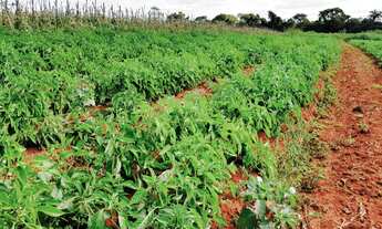 Imagem 5: CHÁCARA NA REGIÃO DE SÃO JOÃO DA SERRA NEGRA-MG - PATROCÍNIO-MG