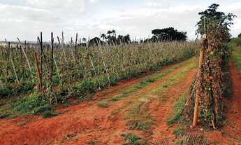 Imagem 3: CHÁCARA NA REGIÃO DE SÃO JOÃO DA SERRA NEGRA-MG - PATROCÍNIO-MG