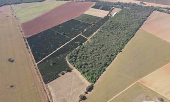 Imagem: FAZENDA DE CAFÉ EM DOURADOS PATROCÍNIO