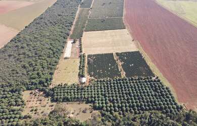 Imagem 7: FAZENDA DE CAFÉ EM DOURADOS PATROCÍNIO MG