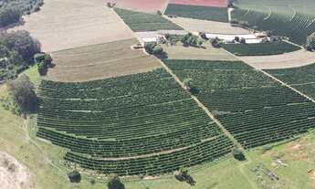Imagem: FAZENDA DE CAFÉ NA REGIÃO DE MACAÚBAS