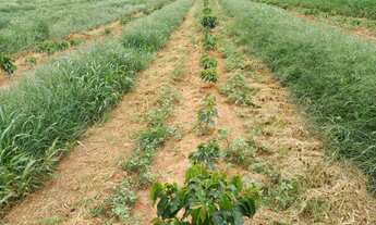 Imagem 6: FAZENDA DE CAFÉ NA REGIÃO DE MACAÚBAS DE BAIXO