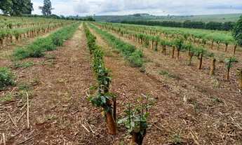 Imagem 7: FAZENDA DE CAFÉ NA REGIÃO DE MACAÚBAS DE BAIXO