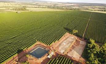 Imagem: EXCELENTE FAZENDA CAFEEIRA EM MONTE ALEGRE