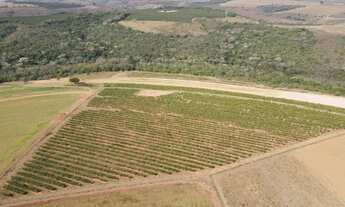 Imagem: FAZENDA COM CAFÉ NA REGIÃO DE SANTA LUZIA