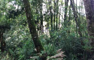 Imagem 7: TERRENO RESIDENCIAL em CAMPO LARGO - PR, VILA DAVID ANTÔNIO