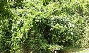 Imagem 7: AREA RURAL em DUQUE DE CAXIAS - RJ, XERÉM