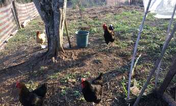 Imagem 7: Sítio à venda em Juquitiba - SP