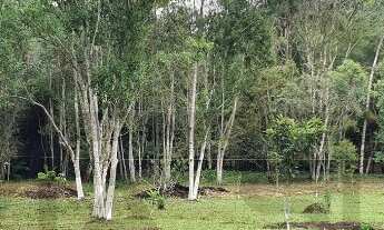 Imagem 2: Terreno com 4.500m² de área desmatada e plana para construção, 05 lagos com água corrente