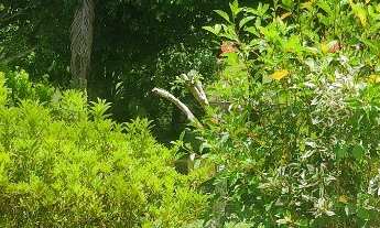 Imagem 6: Aconchegante chácara à venda em Juquitiba/SP, rica em água e com ótima topografia