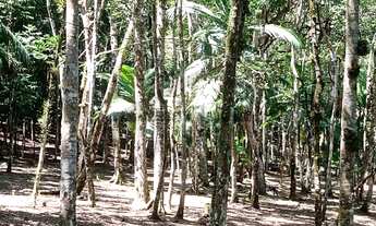 Imagem 5: Chácara com área de bosque e ótima topografia à venda em Juquitiba - SP