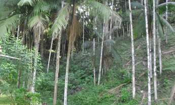 Imagem 4: Chácara à venda em Juquitiba / SP com excelente topografia
