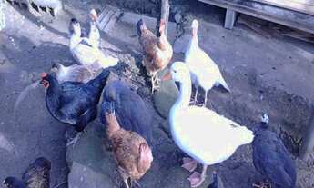 Imagem 5: Chácara ideal para moradia e lazer com excelente topografia à venda em Juquitiba / SP