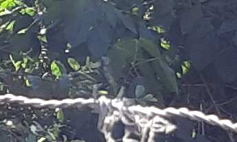 Imagem 4: Terreno Comercial de 420m² para Locação em Jarivatuba, Joinville