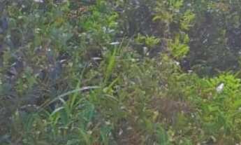 Imagem 7: Terreno de 5.000m² na Reserva Tucunaré em Arembepe!