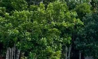 Imagem 4: Terreno de 5.000m² na Reserva Tucunaré em Arembepe!