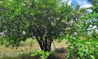 Imagem 5: Maravilhoso Sítio na Estiva de Arembepe com 40mil m² por R$450.000,00