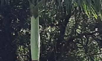 Imagem: SITIO COMERCIAL em JUQUITIBA - SP, JUQUITIBA