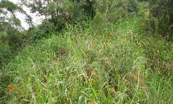 Imagem: TERRENO RURAL em Juquitiba - SP, Juquitiba