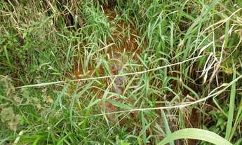 Imagem 3: TERRENO RURAL em Juquitiba - SP, Juquitiba