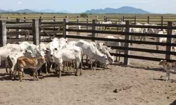 Imagem 6: FAZENDA RESIDENCIAL em DORES DE MACABU - RJ, DORES DE MACABU