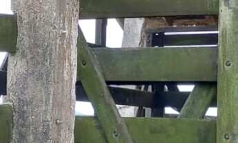 Imagem 2: FAZENDA RESIDENCIAL em DORES DE MACABU - RJ, DORES DE MACABU