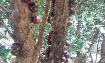 Imagem 4: CHÁCARA COM LOCALIZAÇÃO PRIVILEGIADA EM SOROCABA !!!