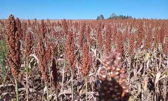 Imagem 2: SITIO RURAL em ITAPETININGA - SP, RODOVIA ANTÔNIO ROMANO SCHINCARIOL