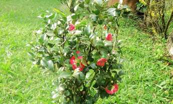 Imagem: SÍTIO em Votorantim - SP, Cond. Vale do