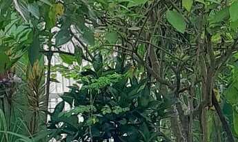 Imagem 2: 3 dormitórios na Rua Octávio Lopes